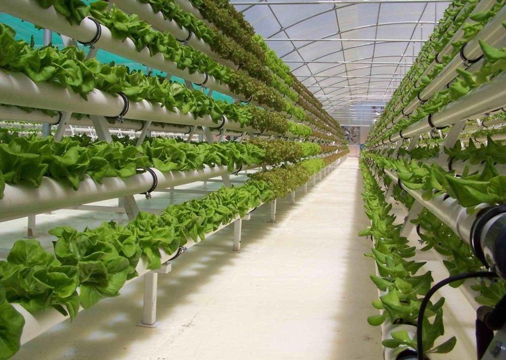 Com o aumento da escassez de água em diversas regiões do mundo, a agricultura enfrenta o desafio de produzir alimentos de forma eficiente e sustentável. Nesse cenário, os cultivos hidropônicos surgem como uma solução promissora para mitigar os impactos da crise hídrica, permitindo produção em larga escala com economia significativa de recursos naturais. Mas será que essa técnica é realmente uma alternativa viável para o futuro da agricultura? Neste artigo, exploramos como funciona a hidroponia, seus benefícios e desafios, e como ela pode contribuir para o enfrentamento da crise hídrica.
