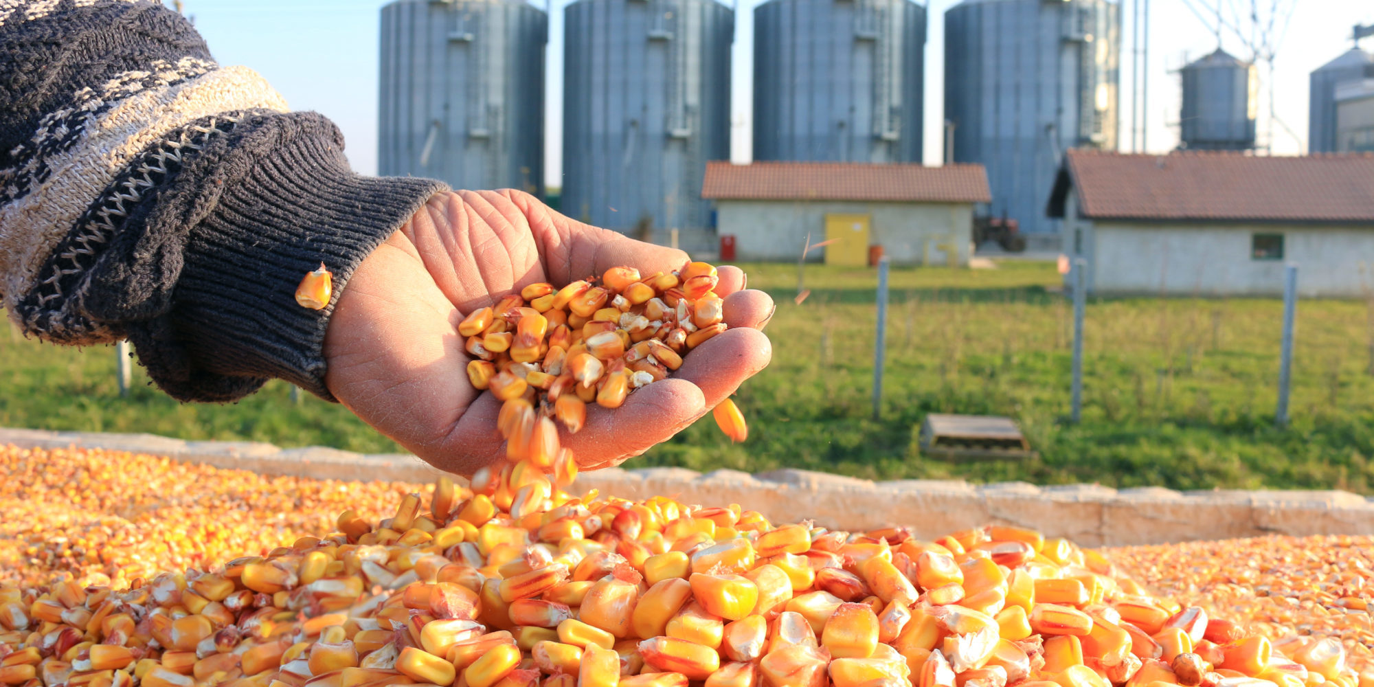 O armazenamento de grãos é uma etapa crucial na cadeia produtiva do agronegócio. Depois de meses investindo em tecnologia, insumos e dedicação no campo, garantir que a colheita seja armazenada com qualidade é essencial para evitar perdas e maximizar os lucros. Apesar disso, muitos produtores ainda enfrentam desafios significativos nessa etapa, desde problemas com infraestrutura até a correta gestão dos estoques.