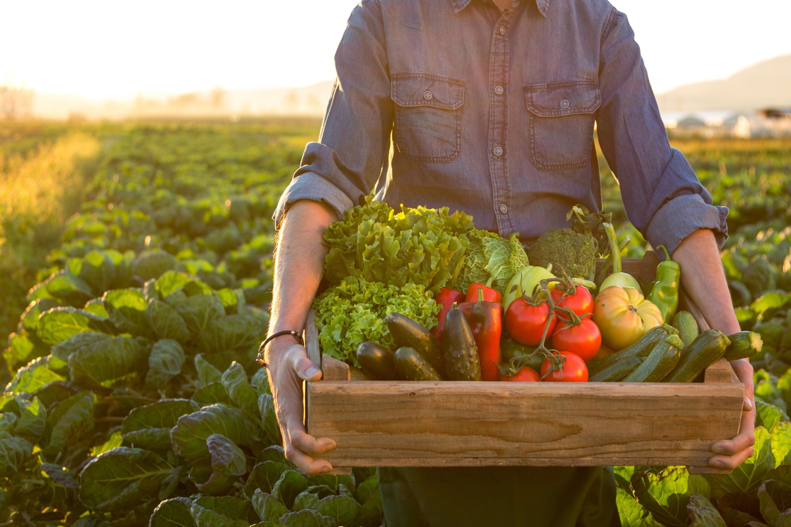 A agricultura familiar é um dos pilares fundamentais da produção de alimentos no Brasil e no mundo. Apesar de muitas vezes ser subestimada ou pouco valorizada, essa modalidade de produção desempenha um papel essencial na segurança alimentar, no desenvolvimento das comunidades rurais e na preservação ambiental. Neste artigo, exploramos os motivos pelos quais a agricultura familiar é tão importante e como ela contribui para a sociedade como um todo.
