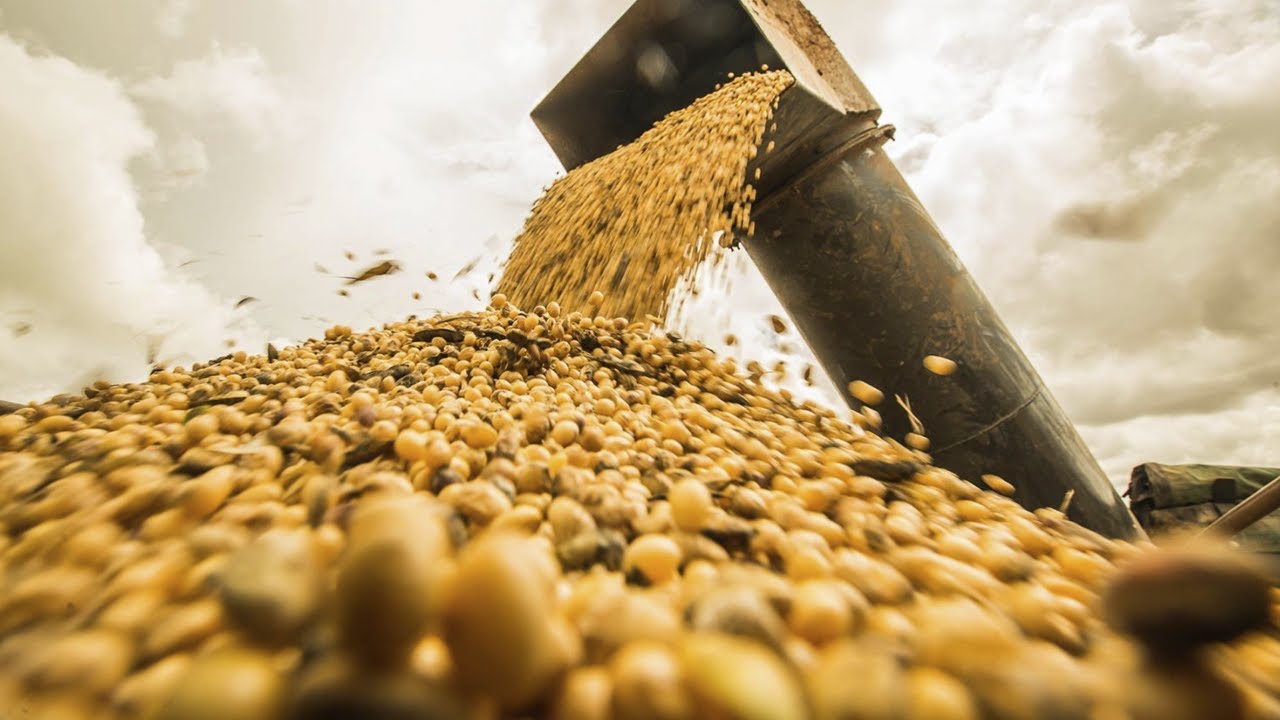 O Brasil é o maior produtor e exportador de soja do mundo, uma posição conquistada graças à combinação de fatores naturais, avanços tecnológicos e estratégias de mercado. Mas o que torna o país tão competitivo nesse setor? Neste artigo, exploramos os motivos pelos quais o Brasil se tornou o líder global na produção de soja e como isso impacta a economia e o agronegócio.