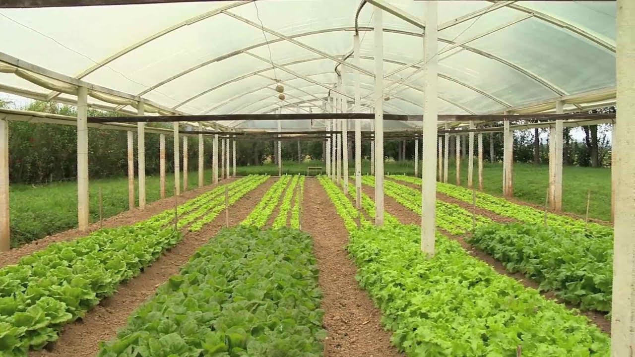 O cultivo em estufas revolucionou a agricultura, permitindo produção durante todo o ano, independentemente das condições climáticas externas. Agora, a inteligência artificial (IA) está levando essa revolução para um novo patamar, otimizando o controle de clima e maximizando a eficiência e produtividade das estufas. Neste artigo, exploramos como a IA está transformando o gerenciamento de estufas e quais são os avanços mais promissores nessa área.