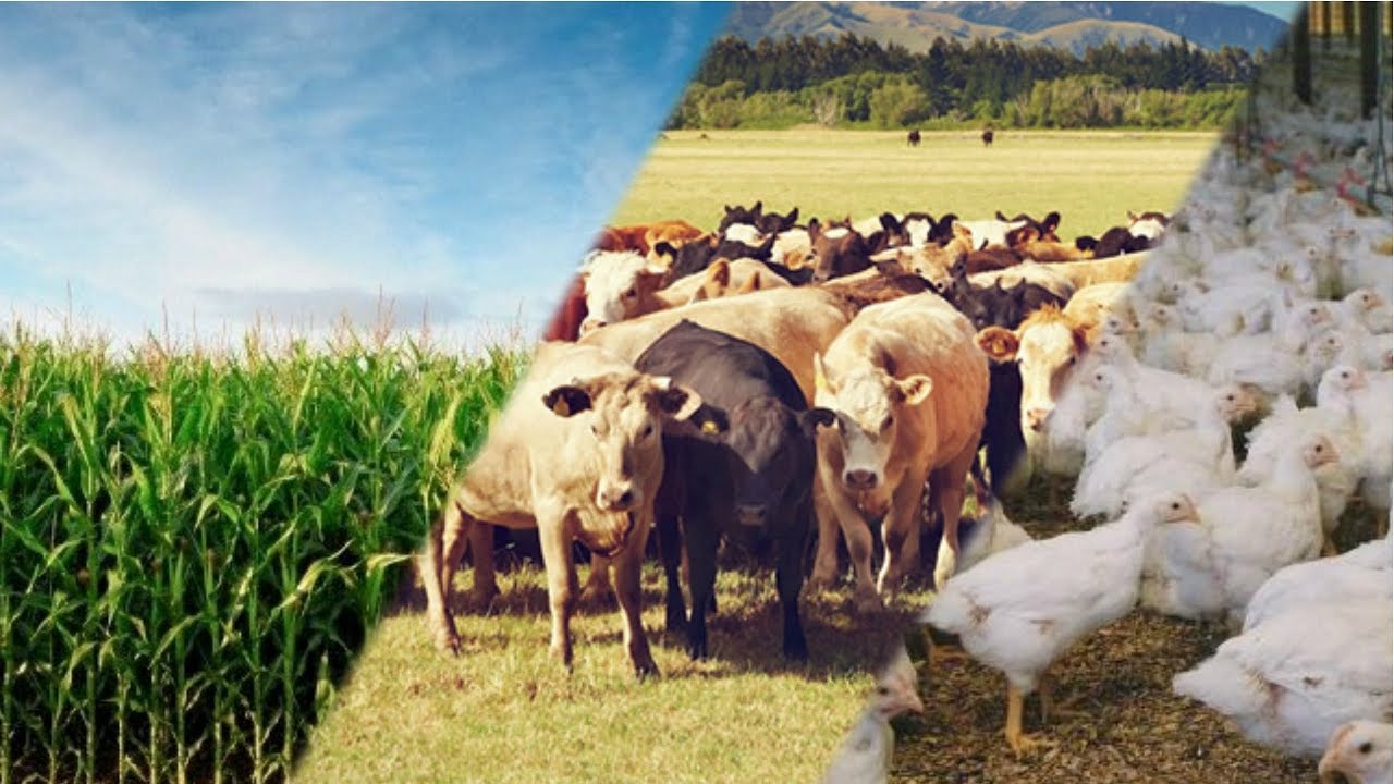 O Brasil é reconhecido mundialmente como uma potência agrícola, liderando a produção de grãos, hortifruti e pecuária. Mas o que diferencia os grandes produtores que estão no topo dessa cadeia? Além de tecnologia avançada e gestão de ponta, a diversificação e estratégias regionais desempenham papéis fundamentais. Vamos explorar como os maiores produtores do Brasil se destacam em diferentes setores, desde grãos até hortaliças, frutas e pecuária.