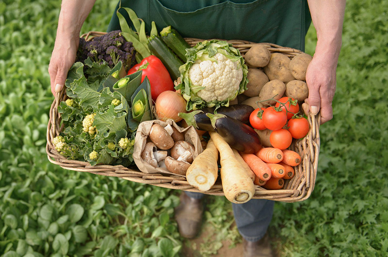 A agricultura orgânica tem ganhado espaço no Brasil como uma alternativa sustentável e saudável à produção convencional. Com um mercado em expansão e consumidores cada vez mais conscientes sobre os impactos ambientais e a qualidade dos alimentos, o setor orgânico promete um futuro promissor. No entanto, essa modalidade de produção também enfrenta desafios significativos que precisam ser superados para garantir sua viabilidade a longo prazo. Este artigo explora os benefícios e desafios da agricultura orgânica no Brasil, destacando seu impacto econômico, social e ambiental.