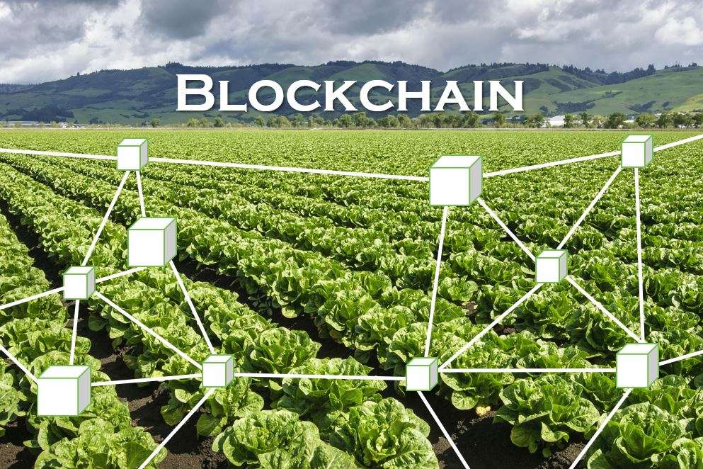 A tecnologia blockchain, conhecida inicialmente por sua aplicação no mercado de criptomoedas, está ganhando espaço em diversos setores da economia, incluindo o agronegócio. Sua capacidade de registrar transações de forma imutável e transparente está revolucionando a maneira como os produtos agropecuários são rastreados, comercializados e gerenciados. Mas como exatamente o blockchain está sendo utilizado no agro, e quais são os benefícios para produtores, indústrias e consumidores? Neste artigo, exploramos o impacto dessa tecnologia no setor e as oportunidades que ela oferece.