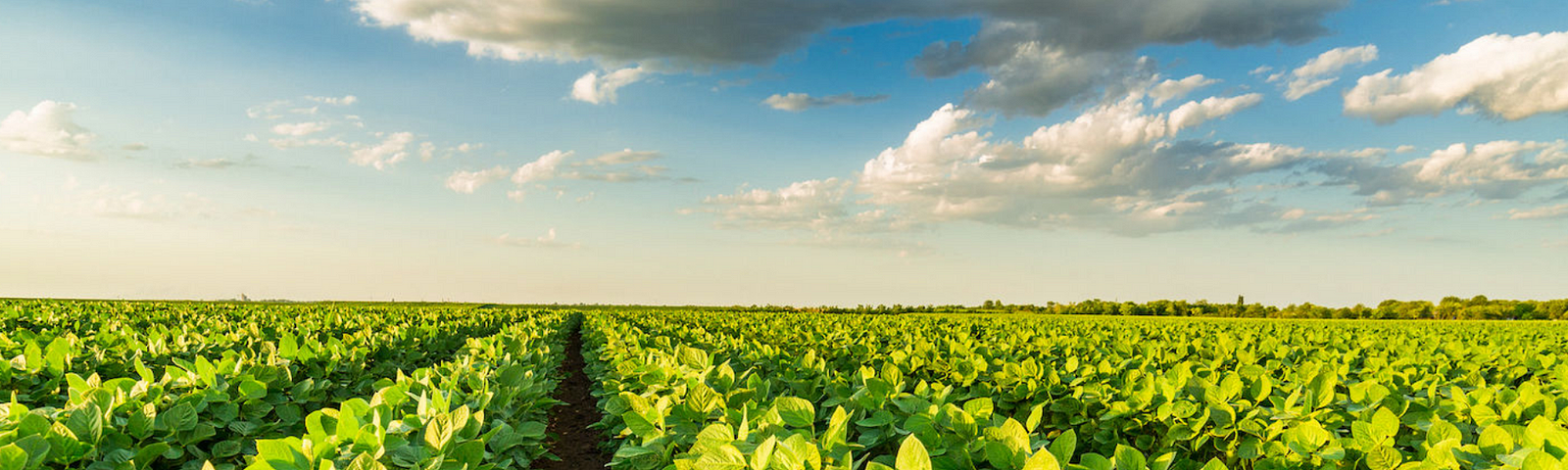 Agricultura x clima: como as mudanças climáticas impactam as colheitas