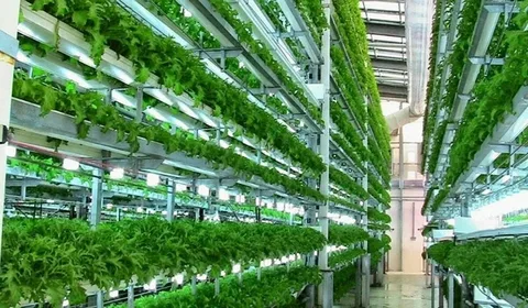 Agricultura vertical: alimentação sustentável no coração das cidades
