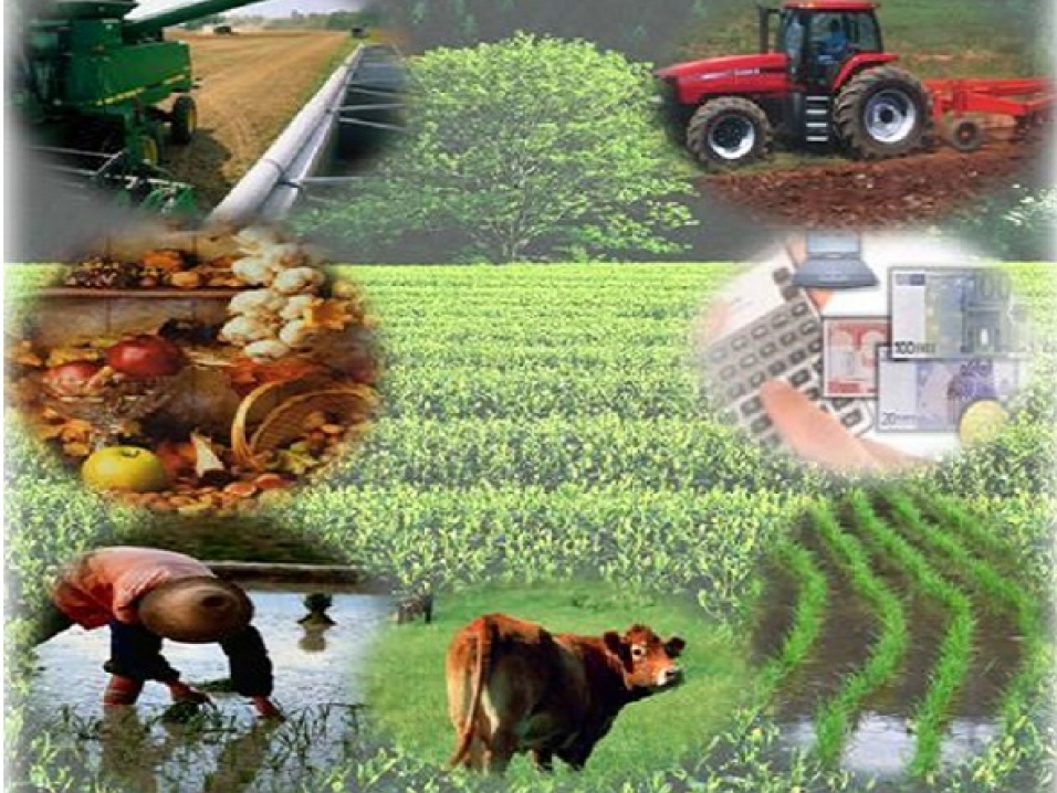 Produção agrícola no Brasil: um panorama detalhado dos principais estados e seus números